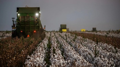 Agronegócio cresce mais de 10% no segundo trimestre de 2025