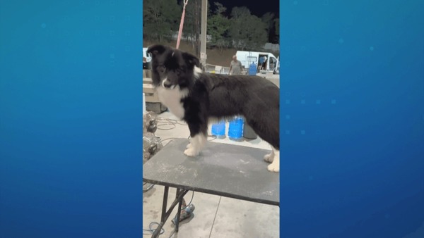 Cães de raça são roubados durante transporte em São Paulo