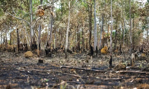 Ano de 2025 é quinto com maior área atingida por queimadas até agosto
