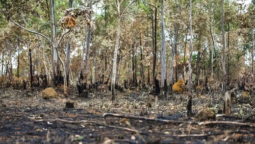 Ano de 2025 é quinto com maior área atingida por queimadas até agosto