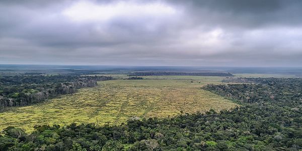 Em 40 anos, Amazônia perdeu área de vegetação do tamanho da França