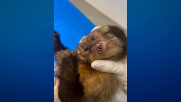 Macaca-prego é baleada nas costas no RJ e corre risco de ficar paraplégica