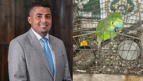 TH Joias é alvo de megaoperação contra tráfico de animais silvestres no RJ