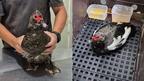 Pata abusada por idoso no litoral de SP está bem, diz veterinário que a tratou