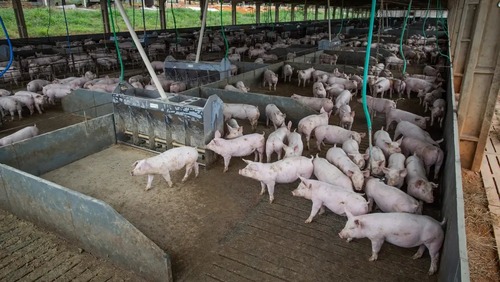 Produção de carne suína e de frango terá volume recorde em 2026