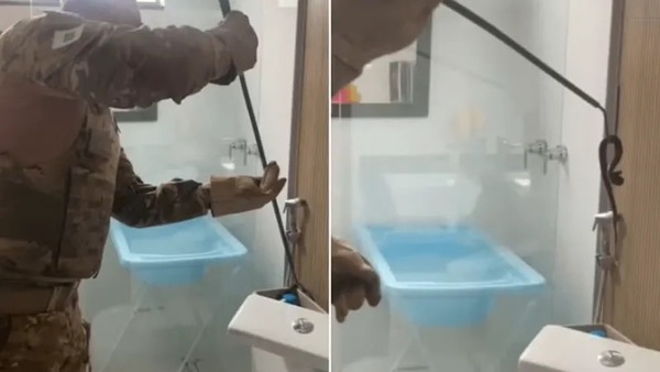 Jararaca é encontrada em privada de casa no Distrito Federal