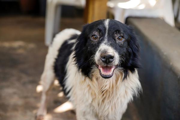 Prefeitura de Ribeirão Preto promove um dia de inscrições para castração de cães neste sábado