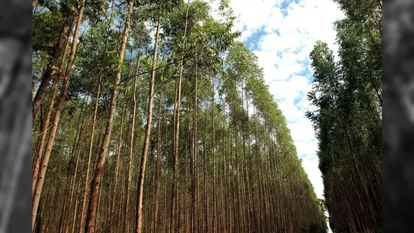 Produção florestal brasileira cresce 16,7% e chega a R$ 44,3 bi em 2024