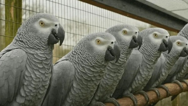 Papagaios que xingavam visitantes de zoologico são separados