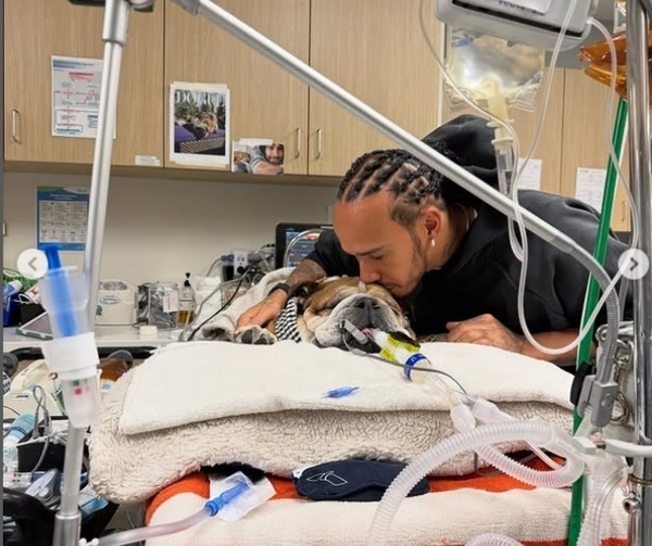 Lewis Hamilton pede orações para seu cachorro, Roscoe, após parada cardíaca