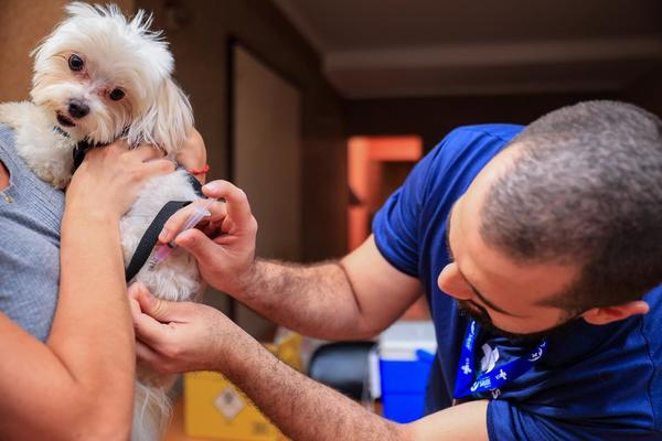 Ribeirão Preto aplica mais de 2 mil doses de vacina antirrábica em setembro; em outubro, ação chega ao Distrito Sul