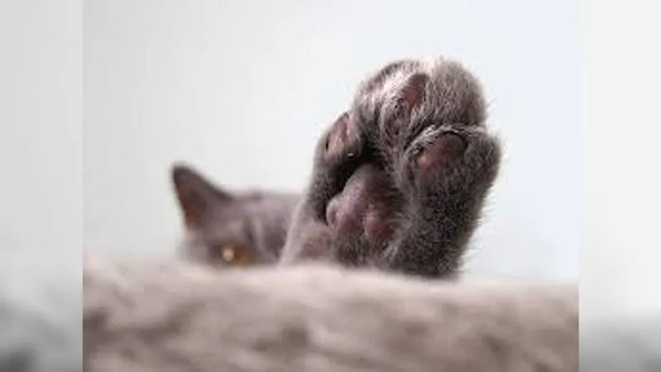 Criminosos ofereciam R$ 50 por sangue de gatos de rua em Monte Alto, SP; grupo foi preso