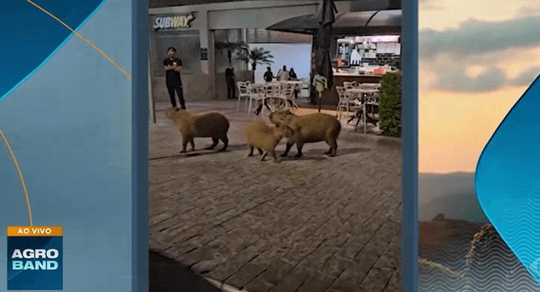 Família de capivaras vai ao shopping no Distrito Federal