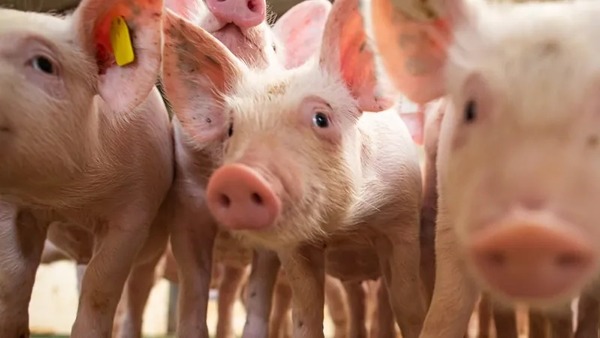 Exportações de carne suína alcançam maior volume mensal da história