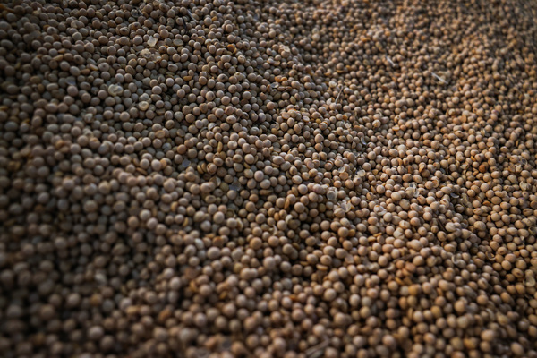 Brasil aumenta exportação de soja para a China, ocupando lugar dos EUA