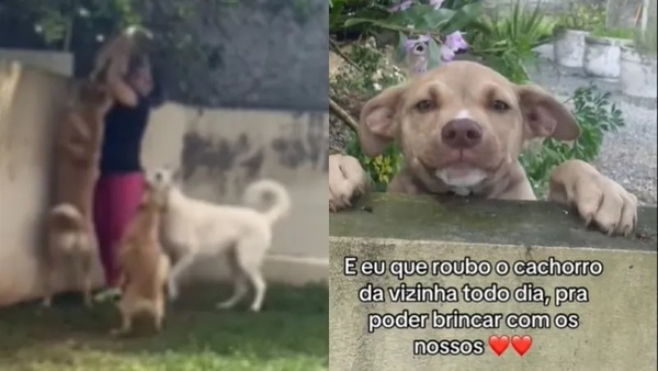 VÍDEO: mulher 'rouba' cachorro de vizinha para brincar com cães dela e viraliza