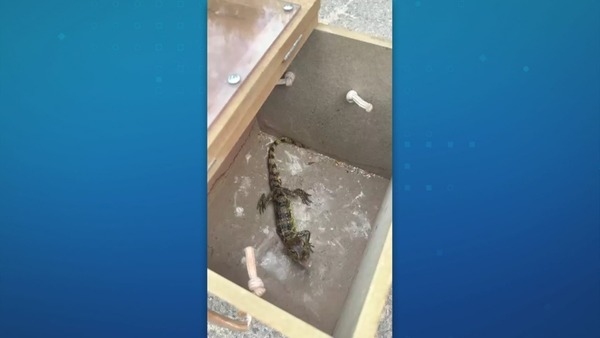 Polícia apreende jacaré enviado pelos Correios em BH