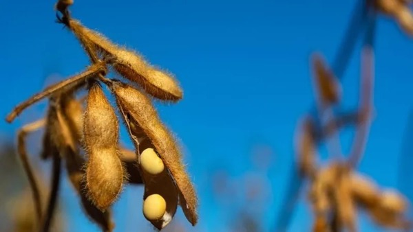 China aumenta em 30% compra de soja brasileira e dá chega pra lá nos EUA