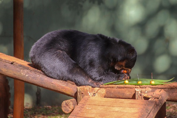 Urso Renan passa por cirurgia inédita no Bosque Zoológico Dr. Fábio Barreto