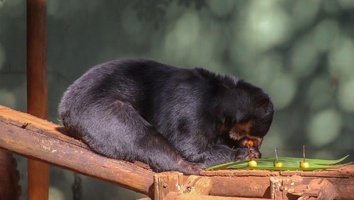 Urso Renan passa por cirurgia inédita no Bosque Zoológico Dr. Fábio Barreto
