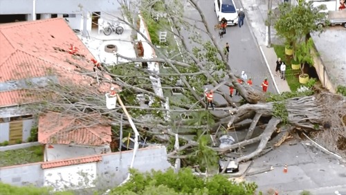 SP: Árvore cai sobre casa após alerta ignorado por engenheiro: "se cair, eu rasgo meu diploma"