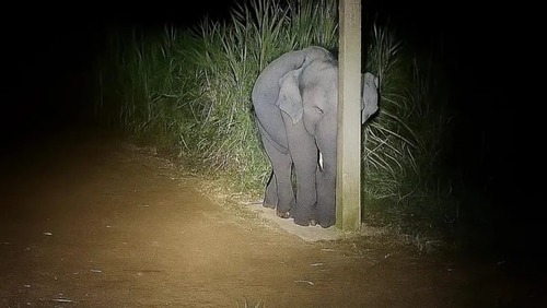 Bebê elefante é flagrado comendo cana-de-açúcar na lavoura e se esconde atrás do poste