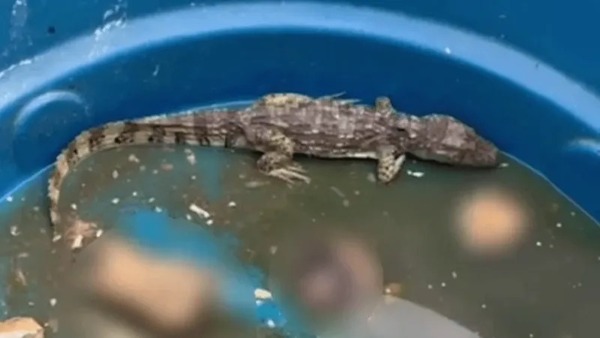 Jacarés eram usados por criminosos para devorar desafetos na Penha