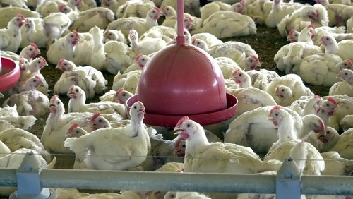 China suspende proibição de compra de carne de frango do Brasil