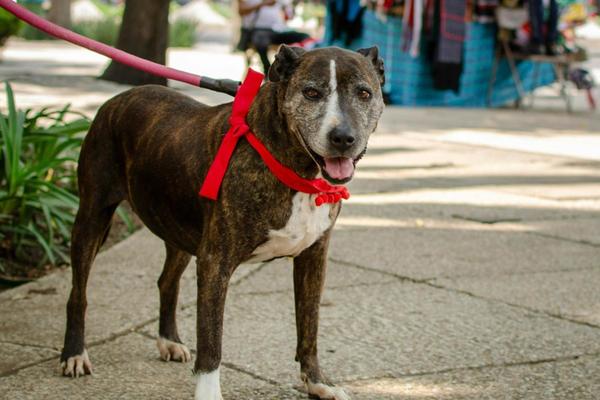 Prefeitura de Ribeirão Preto reforça uso obrigatório de guias e coleiras para cães em parques públicos