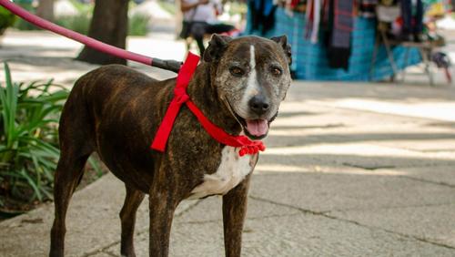 Prefeitura de Ribeirão Preto reforça uso obrigatório de guias e coleiras para cães em parques públicos