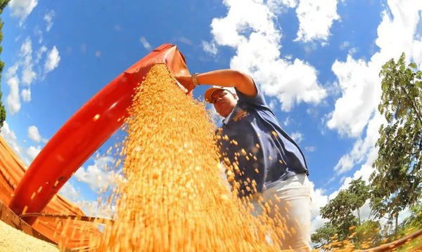 Safra deve recuar 3,7% em 2026, depois de um 2025 recorde