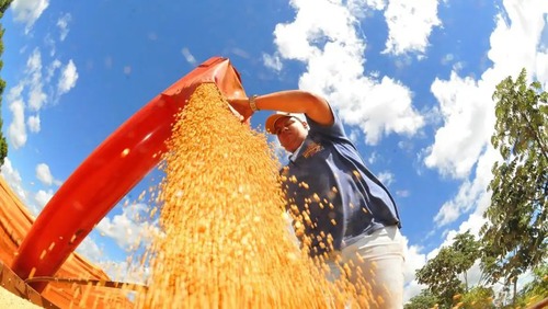 Safra deve recuar 3,7% em 2026, depois de um 2025 recorde