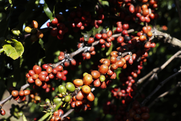 Quais produtos brasileiros foram isentados das tarifas? Confira lista