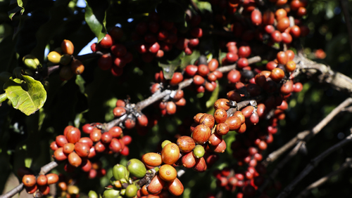 Quais produtos brasileiros foram isentados das tarifas? Confira lista