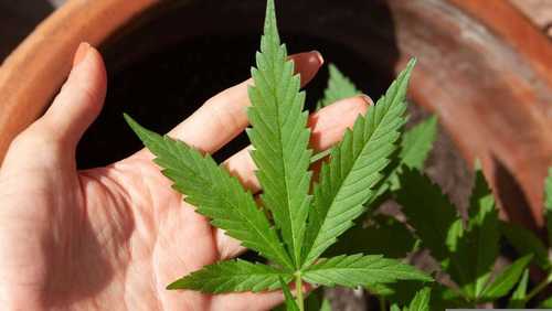 Anvisa autoriza o cultivo de cannabis para pesquisa científica no Brasil