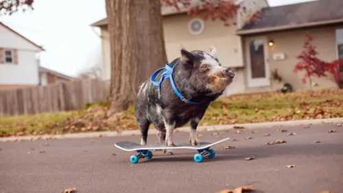 Conheça Norbert, o porco skatista que entrou para o Guinness Book