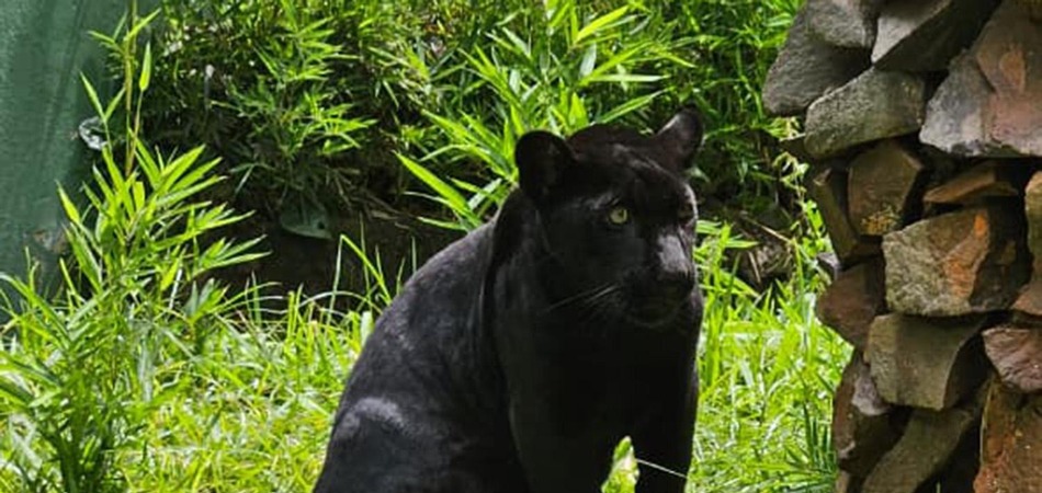 Bosque Zoológico Fábio Barreto acolhe filhote de onça-pintada melânica para manejo temporário