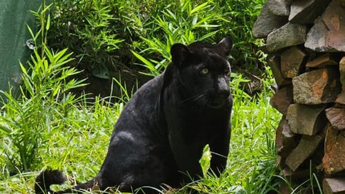 Bosque Zoológico Fábio Barreto acolhe filhote de onça-pintada melânica para manejo temporário
