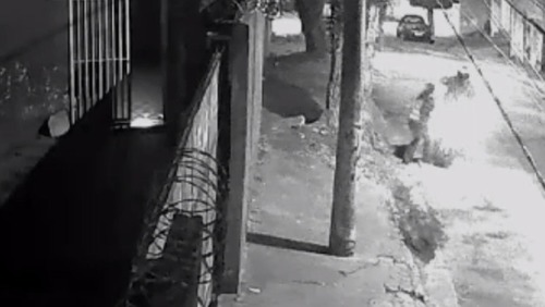 Vídeo: veterinária é baleada após reagir a tentativa de assalto em Santo André (SP)