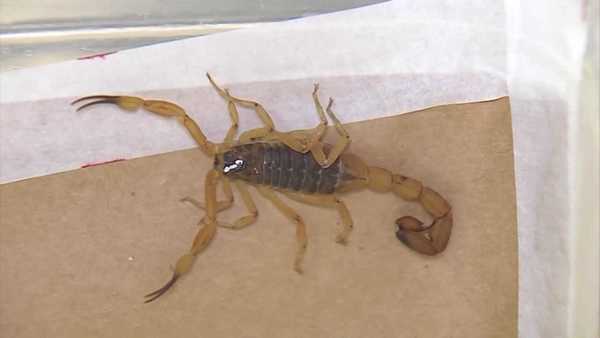 Casos de picada de escorpião ultrapassam 152 mil no Brasil