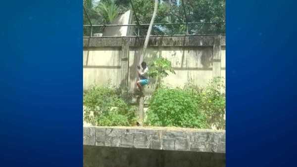 Jovem que foi atacado e morto por leoa em zoológico tinha 19 anos