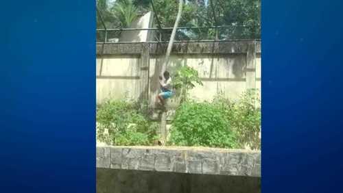 Jovem que foi atacado e morto por leoa em zoológico tinha 19 anos