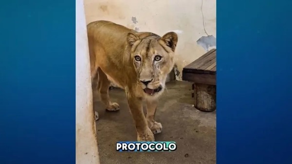Leoa que matou homem que invadiu jaula está resguardada por questões de segurança, diz bióloga