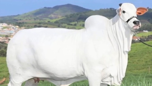 Vaca nelore bate recorde mundial ao ser avaliada em R$ 54 milhões