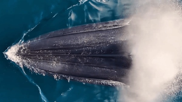 Baleia é flagrada respirando na superfície do mar de Ilhabela; veja o vídeo