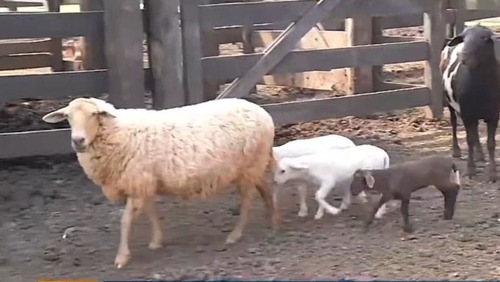 Ovelha dá à luz trigêmeos em 30 minutos no interior de São Paulo