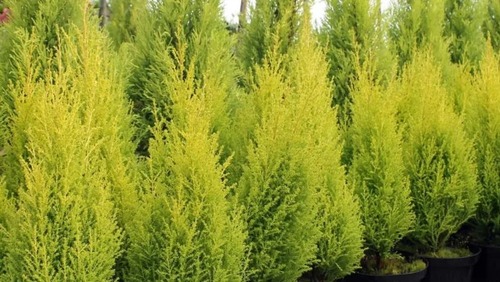 Tuia Holandesa: conheça a planta que decora o Natal no Brasil