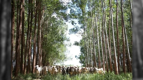 Agronegócio ocupa 32% do território nacional, aponta MapBiomas