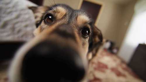 Mercado pet movimenta R$ 55 bilhões por ano e abriga 168 milhões de animais