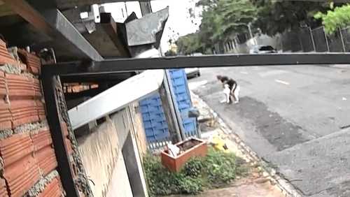 Criança de 4 anos é internada após ataque de cão da raça pitbull